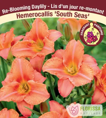Hemerocallis 'South Seas'  (Daylily) 1G