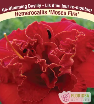 Hemerocallis 'Moses Fire'  (Daylily) 1G