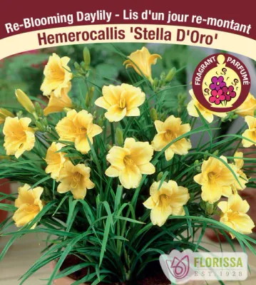 Hemerocallis 'Stella D'Oro' (Daylily) 1G