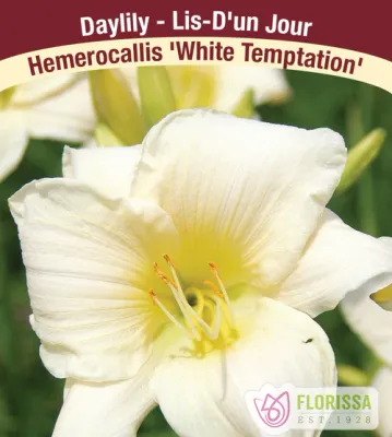 Hemerocallis 'White Temptation'  (Daylily) 1G