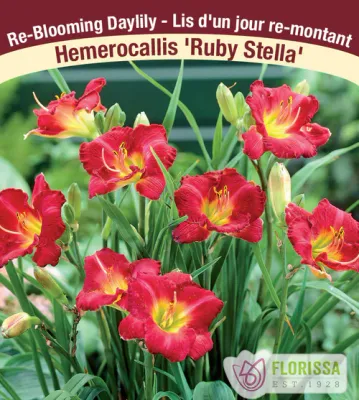 Hemerocallis 'Ruby Stella'  (Daylily) 1G