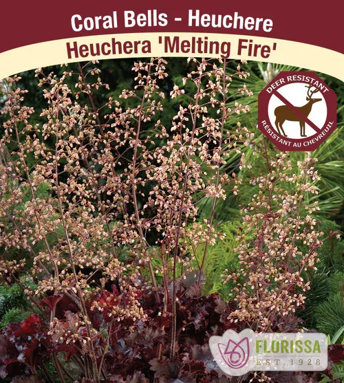Heuchera &#39;Melting Fire&#39; (Coral Bells) Jumbo
