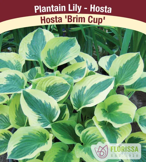 Hosta 'Brim Cup'  1G