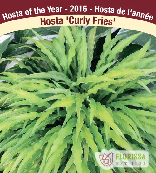 Hosta 'Curly Fries' Jumbo