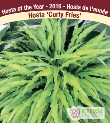 Hosta &#39;Curly Fries&#39; Jumbo