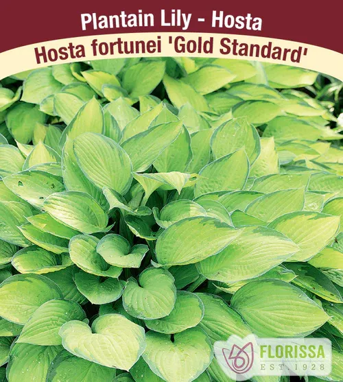 Hosta 'Gold Standard'  1G