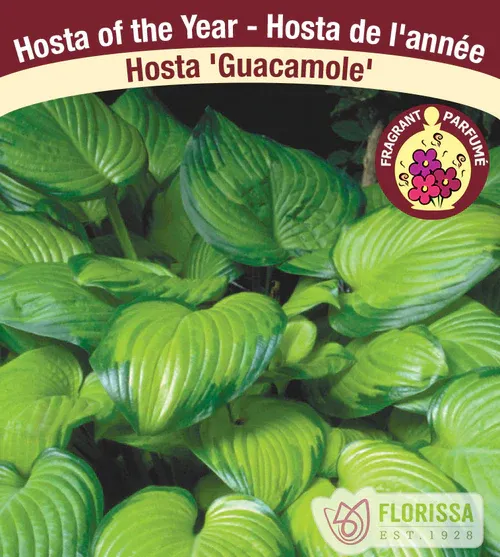 Hosta 'Guacamole' Now 4Ever 2G #2