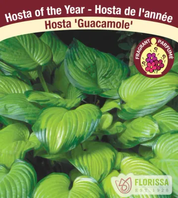 Hosta 'Guacamole' Now 4Ever 2G #2