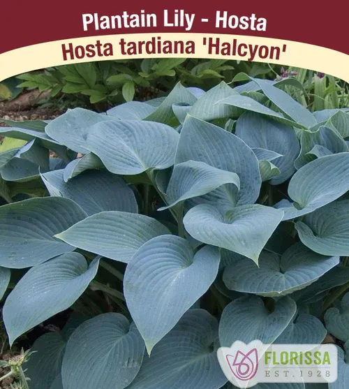 Hosta 'Halcyon'  1G