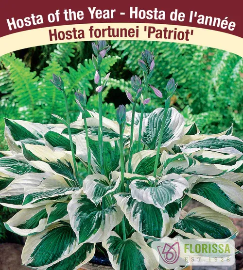 Hosta 'Patriot' Now 4Ever  #2