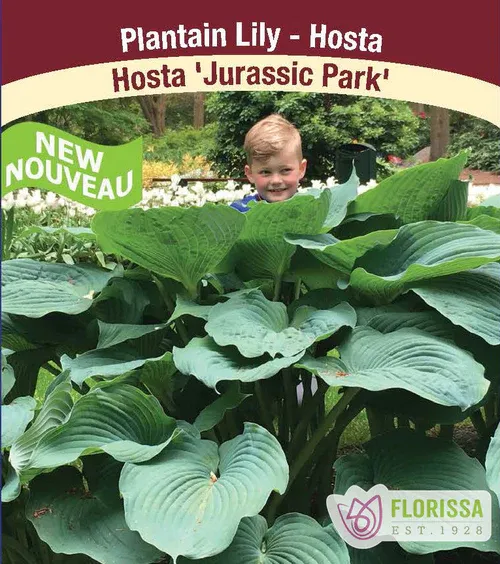 Hosta 'Jurassic Park' 1G