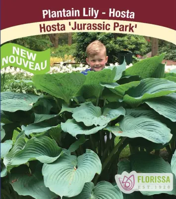 Hosta 'Jurassic Park' 1G