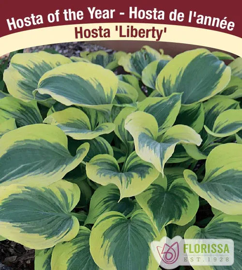 Hosta 'Liberty'  Jumbo