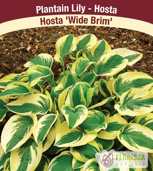 Hosta 'Wide Brim' Now and Forever #2