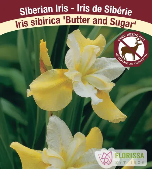 Iris siberica &#39;Butter and Sugar&#39; 1G