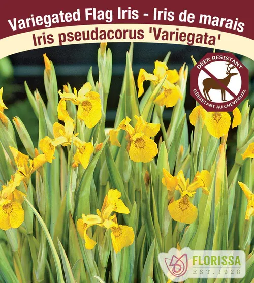 Iris psuedacorus &#39;Variegata&#39; (Variegated Flag  Iris) 1G