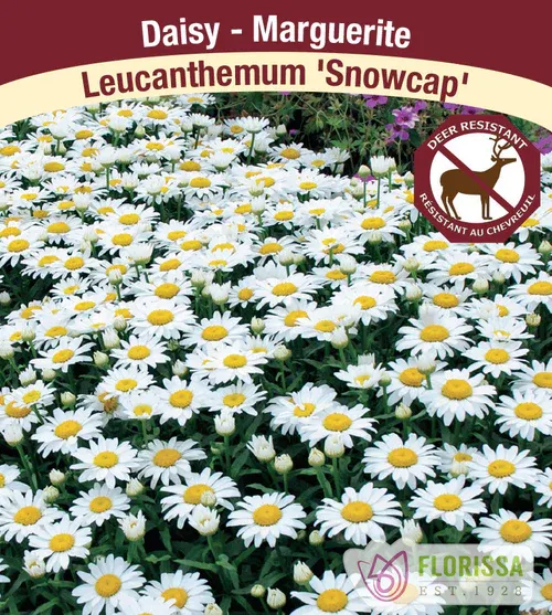 Leucanthemum &#39;Snowcap&#39;  (Shasta Daisy) Jumbo