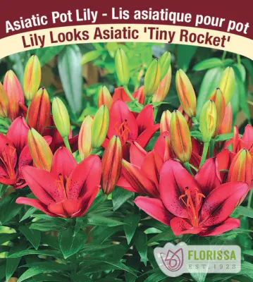 Lilium 'Tiny Rocket' (Dark Red/Purple Compact Asiatic Lily) 1G