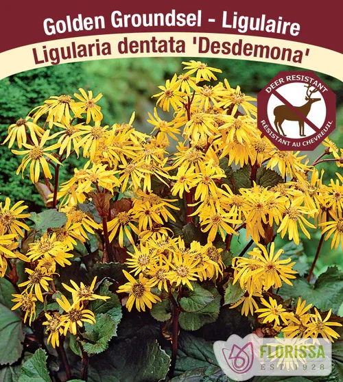 Ligularia dentata &#39;Desdamonia&#39; (Leopard Plant) 1G