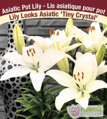 Lilium 'Tiny Crystal' (White Compact Asiatic Lily) 1G