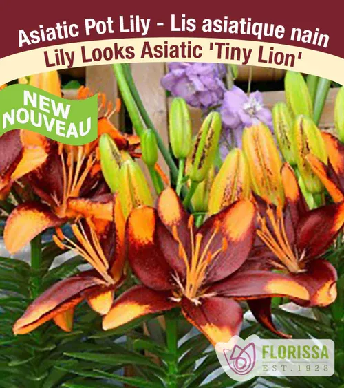 Lilium 'Tiny Lion'  1G