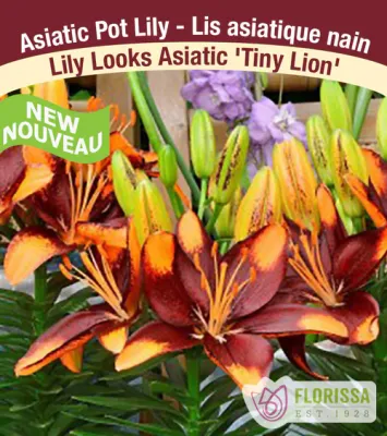 Lilium 'Tiny Lion'  1G
