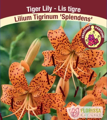 Lilium lancifolium 'Splendens' (Tiger Lily) 1G