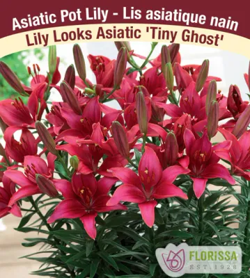 Lilium 'Tiny Ghost' (Red Compact Asiatic Lily) 1G