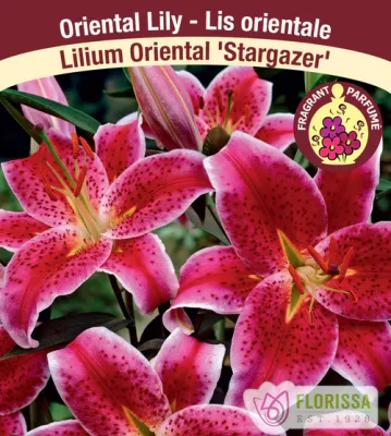 Lilium 'Stargazer' (Stargazer Oriental Lily) 1G
