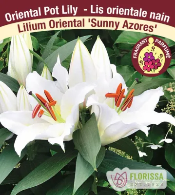 Lilium 'Sunny Azores' (White Oriental Pot Lily) 1G