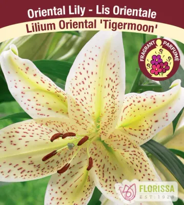Lilium 'Tigermoon' (Cream-Yellow Speckled Oriental Lily) 1G