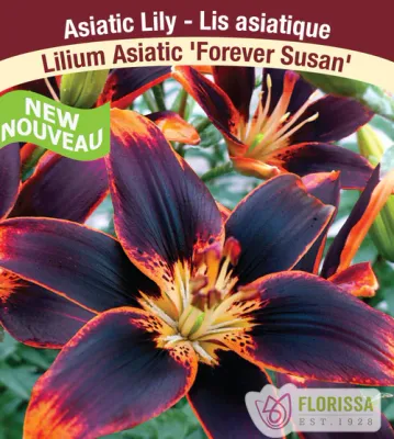 Lilium 'Forever Susan' (Orange and Burgundy Asiatic Lily) 1G