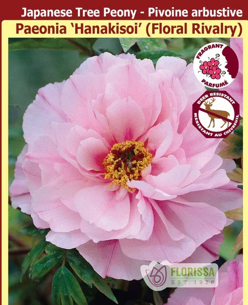 Peony suffruticosta 'Hanakisoi - Floral Rivalry' (Pink Tree Peony) 1G