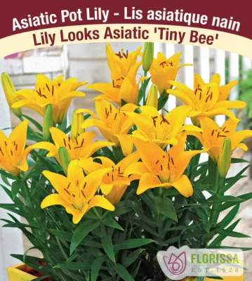 Lilium 'Tiny Bee' (Yellow Compact Asiatic Lily) 1G
