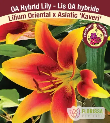 Lilium Oriental x Asiatic 'Kaveri'  1G
