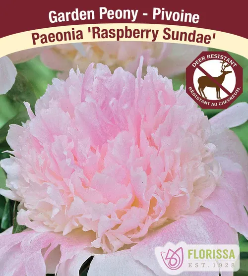 Paeonia 'Raspberry Sundae' (Garden Peony) 1G