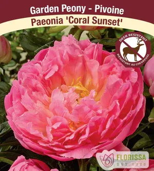 Paeonia &#39;Coral Sunset&#39;  1G