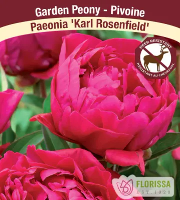 Paeonia &#39;Karl Rosenfeld&#39; (Garden Peony) 1G