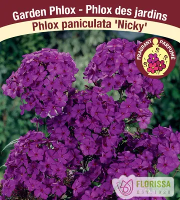 Phlox paniculata 'Nicky' (Pink Garden Phlox) 1G