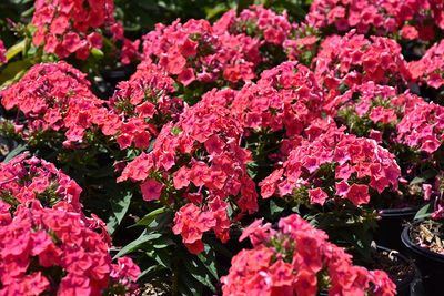 Phlox paniculata &#39;Coral Flame&#39; (Garden Phlox) Jumbo