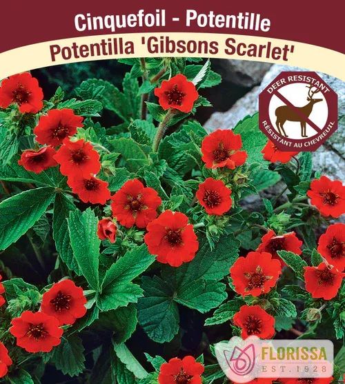 Potentilla &#39;Gibson&#39;s Scarlet&#39;  (Cinquefoil ) 1G