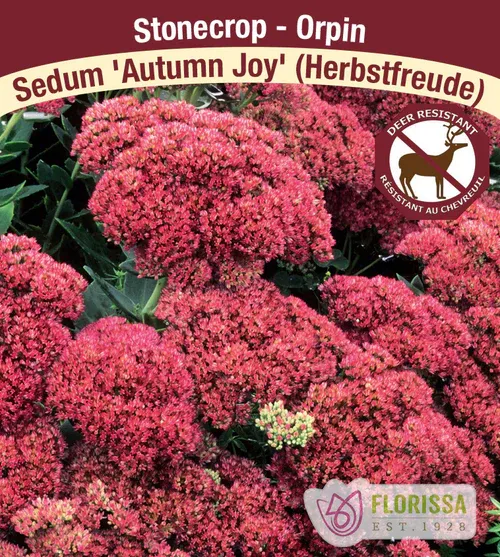 Sedum 'Autumn Joy' 1G