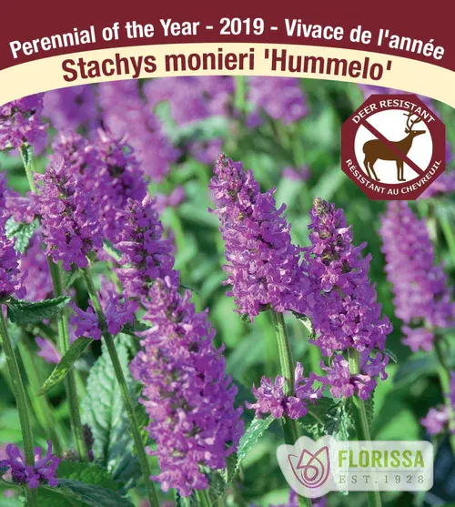 Stachys monieri &#39;Hummelo&#39; (Betony) Jumbo