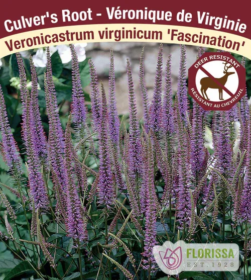 Veronicastrum virg. 'Fascination' (Culver's Root) 1G