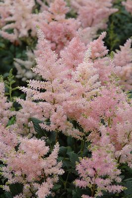 Astilbe