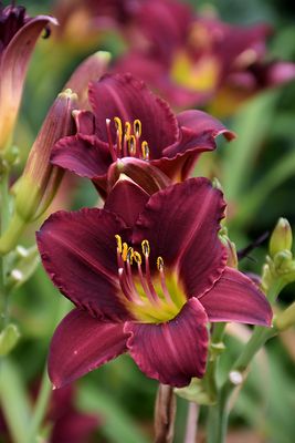 Daylily