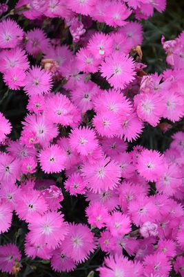 Dianthus