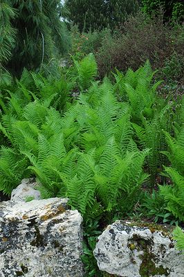 Ferns