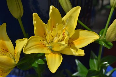 Lily