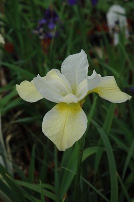 Iris